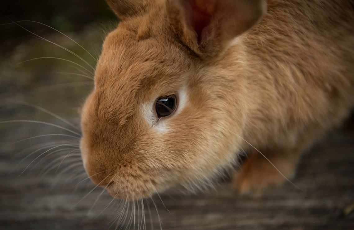 28 Symbolic Meanings of Dreaming about Rabbits