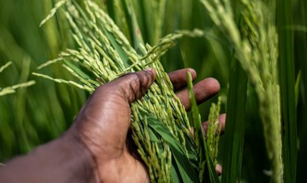 14 Symbolic Meanings of Dreaming about Harvesting