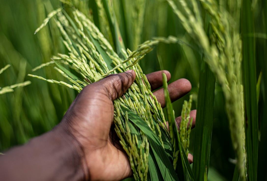 14 Symbolic Meanings of Dreaming about Harvesting