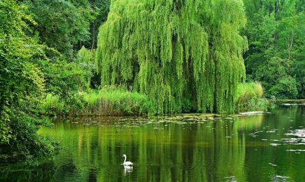 25 Symbolic Meanings of Dreaming of Willow Trees