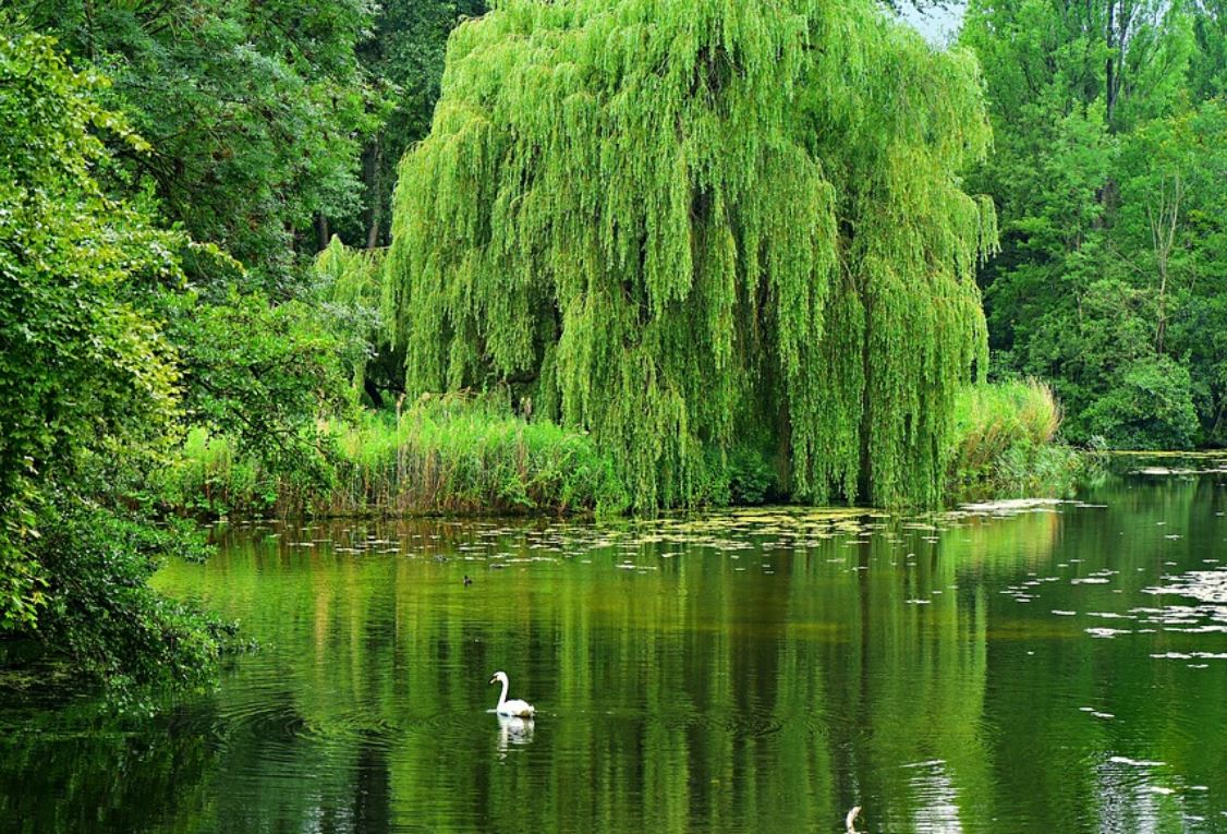 25 Symbolic Meanings of Dreaming of Willow Trees