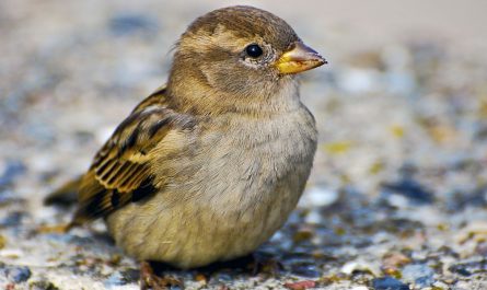 25 Symbolic Meanings of Dreaming of Sparrows