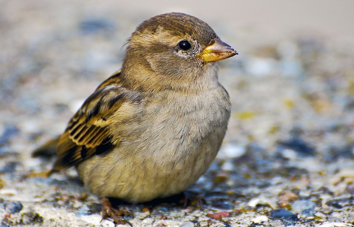 25 Symbolic Meanings of Dreaming of Sparrows