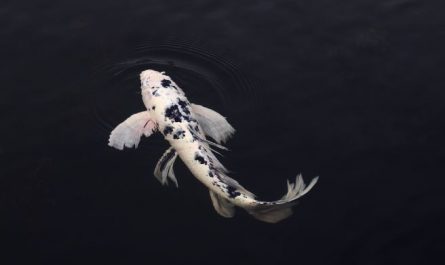 14 Symbolic Meanings of Dreaming of Carp