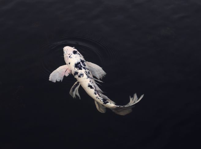 14 Symbolic Meanings of Dreaming of Carp