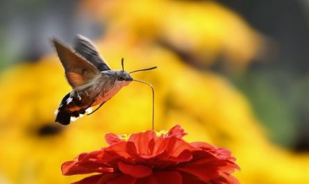 14 Symbolic Meanings of Dreaming about Moths
