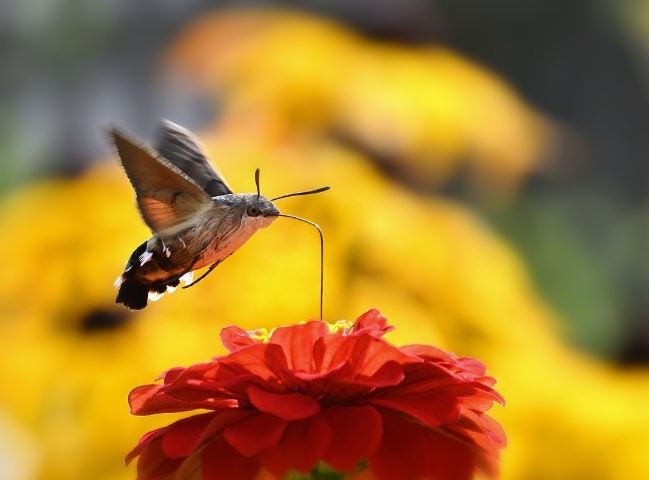 14 Symbolic Meanings of Dreaming about Moths