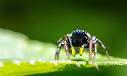 10 Symbolic Meanings of Dreaming of Poisonous Spiders