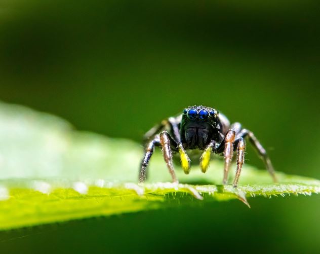 10 Symbolic Meanings of Dreaming of Poisonous Spiders