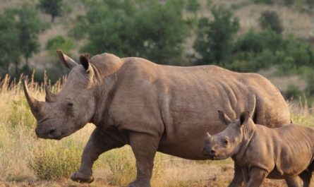 11 Symbolic Meanings of Dreaming of a Rhinoceros