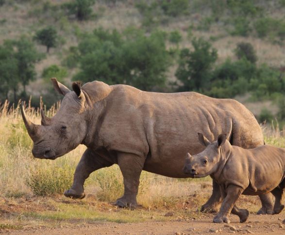 11 Symbolic Meanings of Dreaming of a Rhinoceros