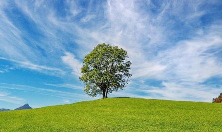 10 Symbolic Meanings of Dreaming of a Meadow