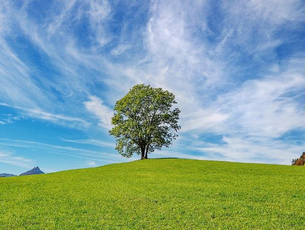 10 Symbolic Meanings of Dreaming of a Meadow