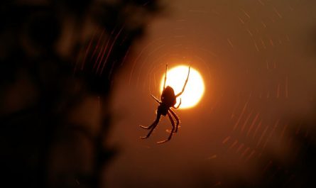 7 Symbolic Meanings of Dreaming of Red Spiders