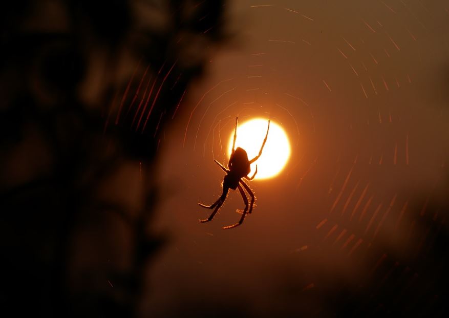 7 Symbolic Meanings of Dreaming of Red Spiders