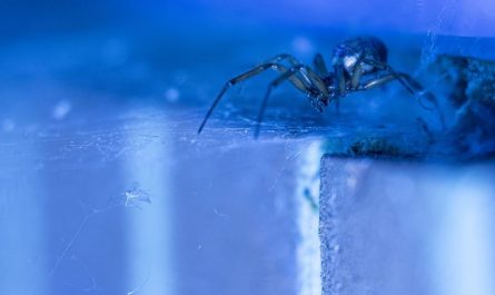 7 Symbolic Meanings of Dreaming of a Blue Spider