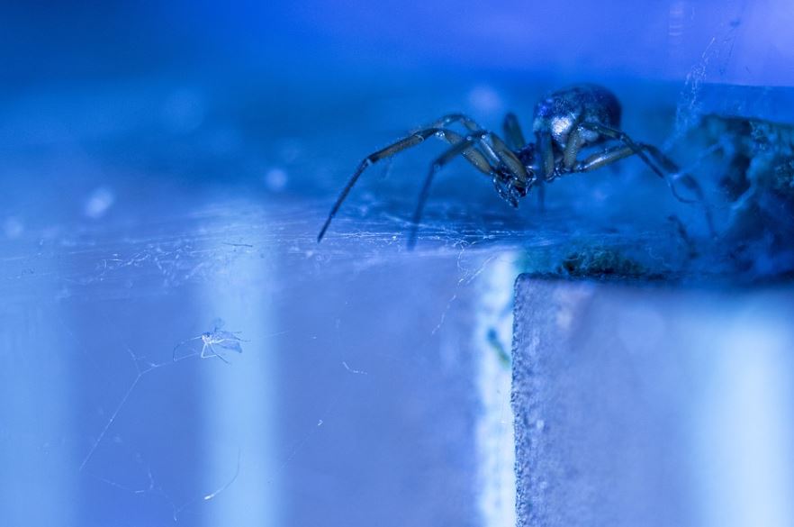 7 Symbolic Meanings of Dreaming of a Blue Spider