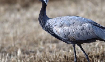 7 Symbolic Meanings of Dreaming of Cranes