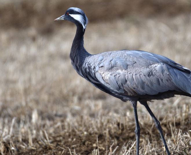 7 Symbolic Meanings of Dreaming of Cranes