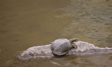 What does it mean to dream of a large turtle?