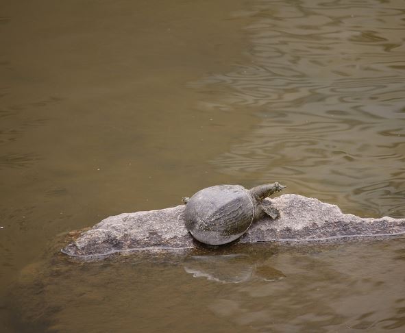 What does it mean to dream of a large turtle?