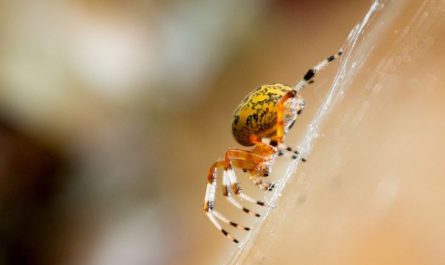 What does it mean to dream of a golden spider?