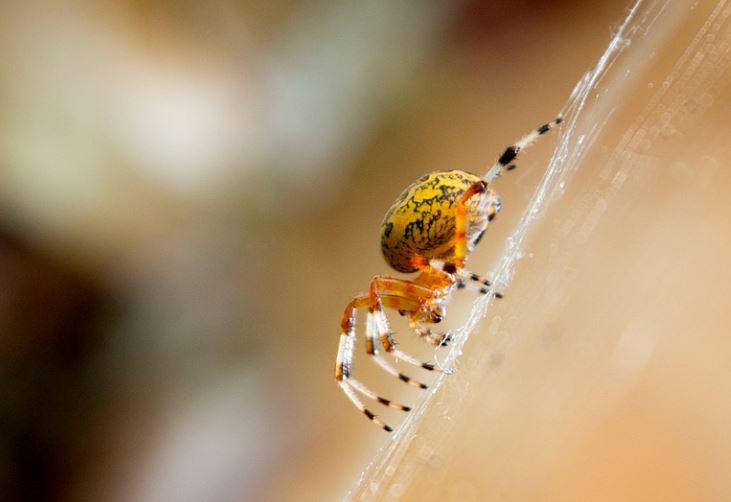 What does it mean to dream of a golden spider?