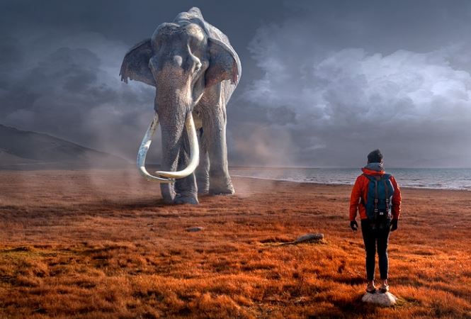 What does it mean to dream of an elephant?