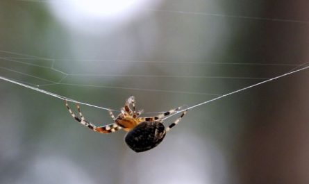 What does it mean to dream of catching a spider?