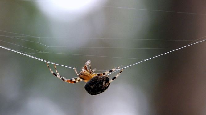 What does it mean to dream of catching a spider?
