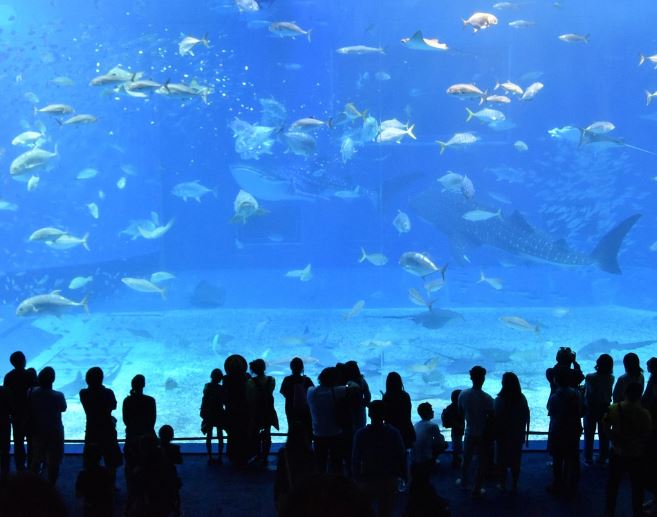 What does it mean to dream of an aquarium?