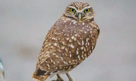 What does it mean to dream of an owl?