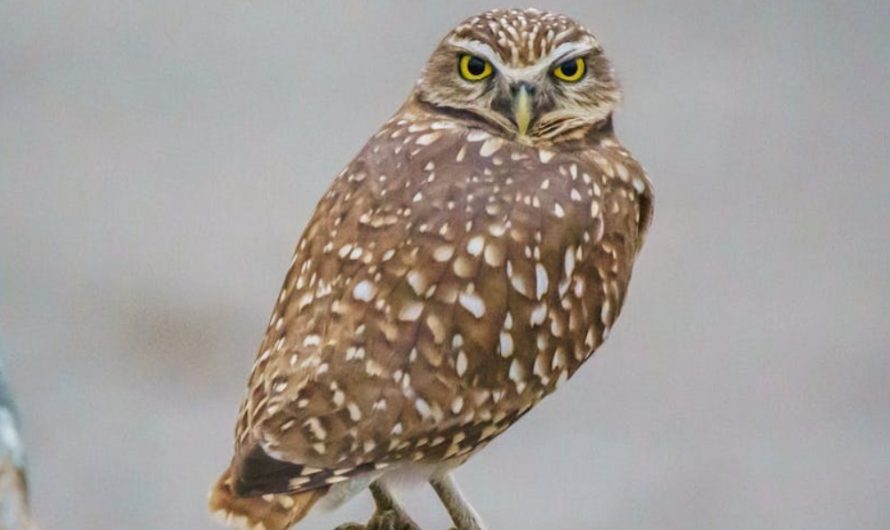 What does it mean to dream of an owl?