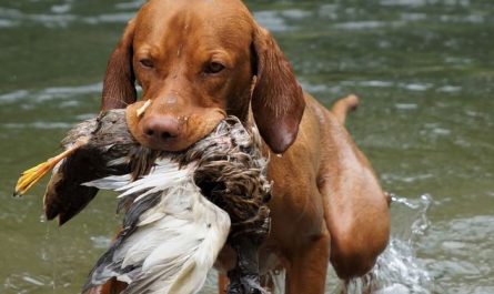 What does it mean to dream of hunting?