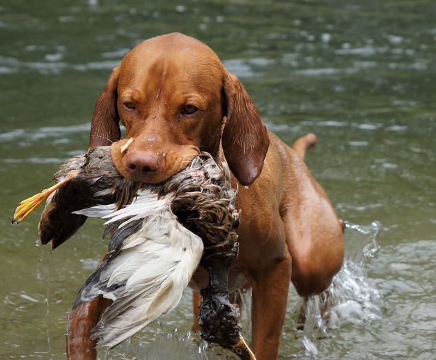 What does it mean to dream of hunting?