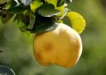 What does it mean to dream of a quince?