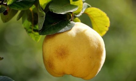 What does it mean to dream of a quince?