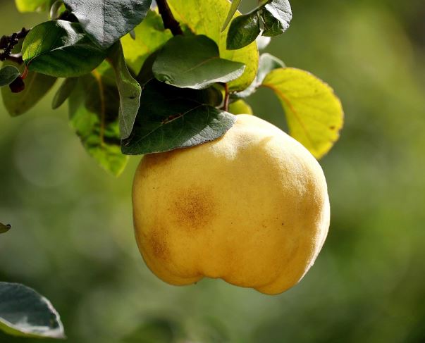 What does it mean to dream of a quince?