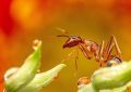 What does it mean to dream about insects?