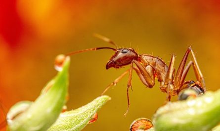 What does it mean to dream about insects?