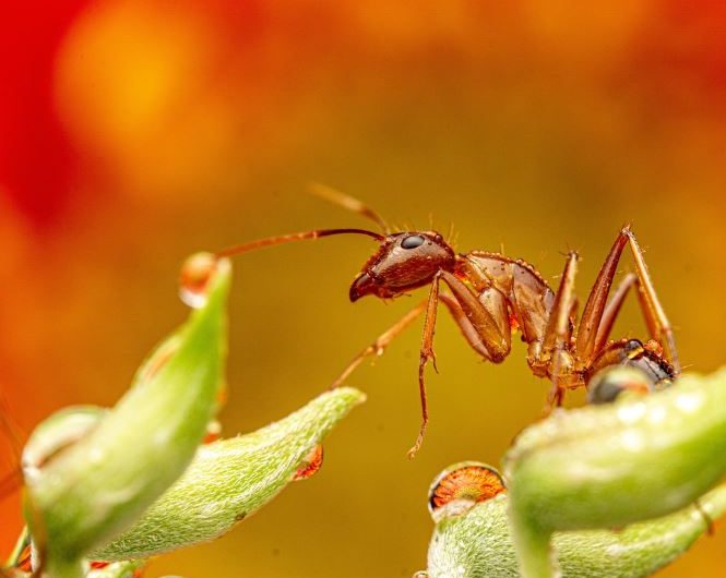 What does it mean to dream about insects?