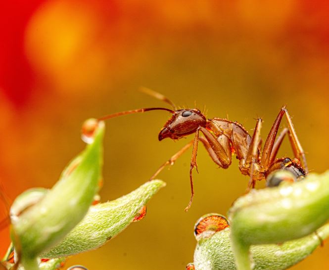 What does it mean to dream about insects?