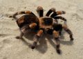 What does it mean to dream of a wolf spider?