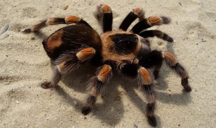 What does it mean to dream of a wolf spider?
