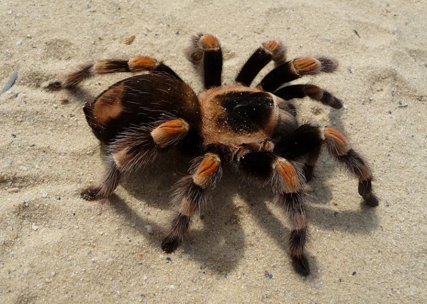 What does it mean to dream of a wolf spider?