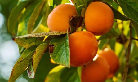 What does it mean to dream of picking things?