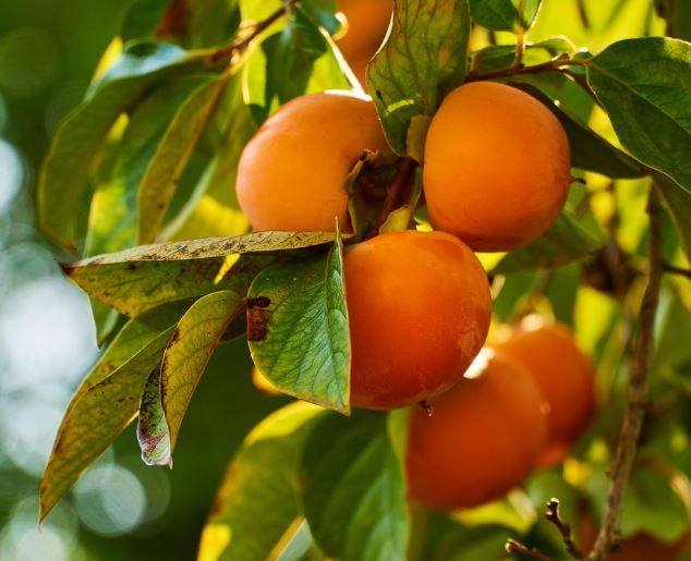 What does it mean to dream of picking things?