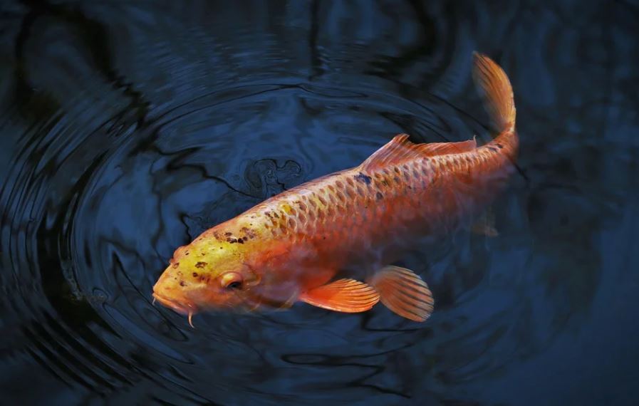 What does it mean to dream of a carp?