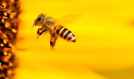 What does it mean to dream of bees?