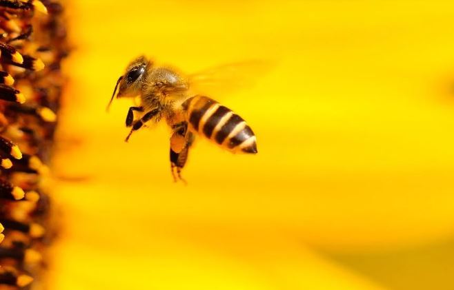 What does it mean to dream of bees?